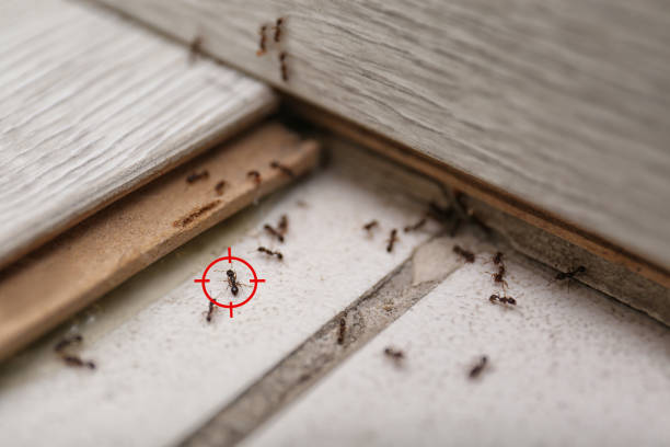 Best Emergency Pest Control  in Dupo, IL
