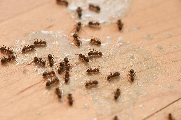 Best Pest Removal Services  in Dupo, IL